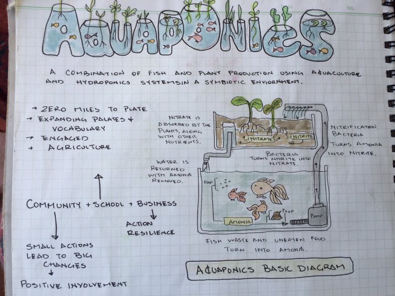 Aquaponics illustrated!